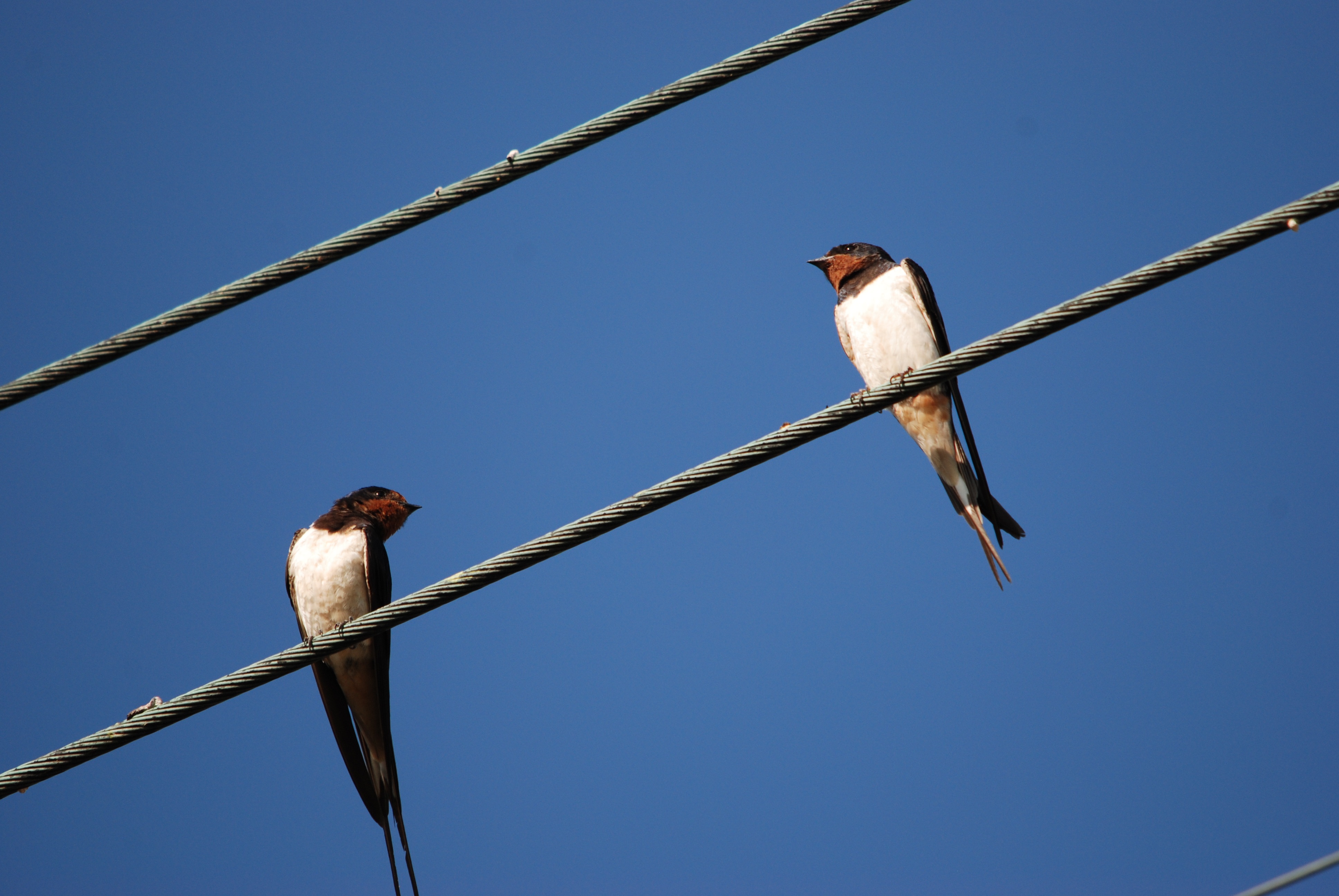 Mardi-culture : "Territoires ruraux et territoires urbains, la biodiversité des oiseaux en milieu bâti"
