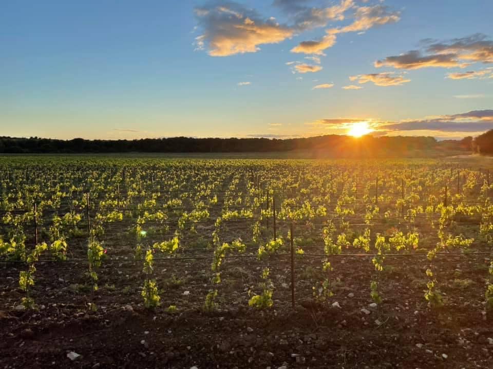 Domaine Saint Savournin - photo 3