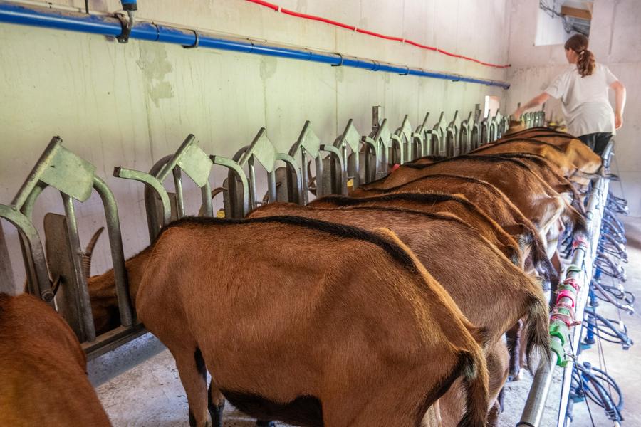 nourrissage des chèvres à la Chèvrerie de Péreyres en Ardèche nourrissage des chèvres à la Chèvrerie de Péreyres en Ardèche