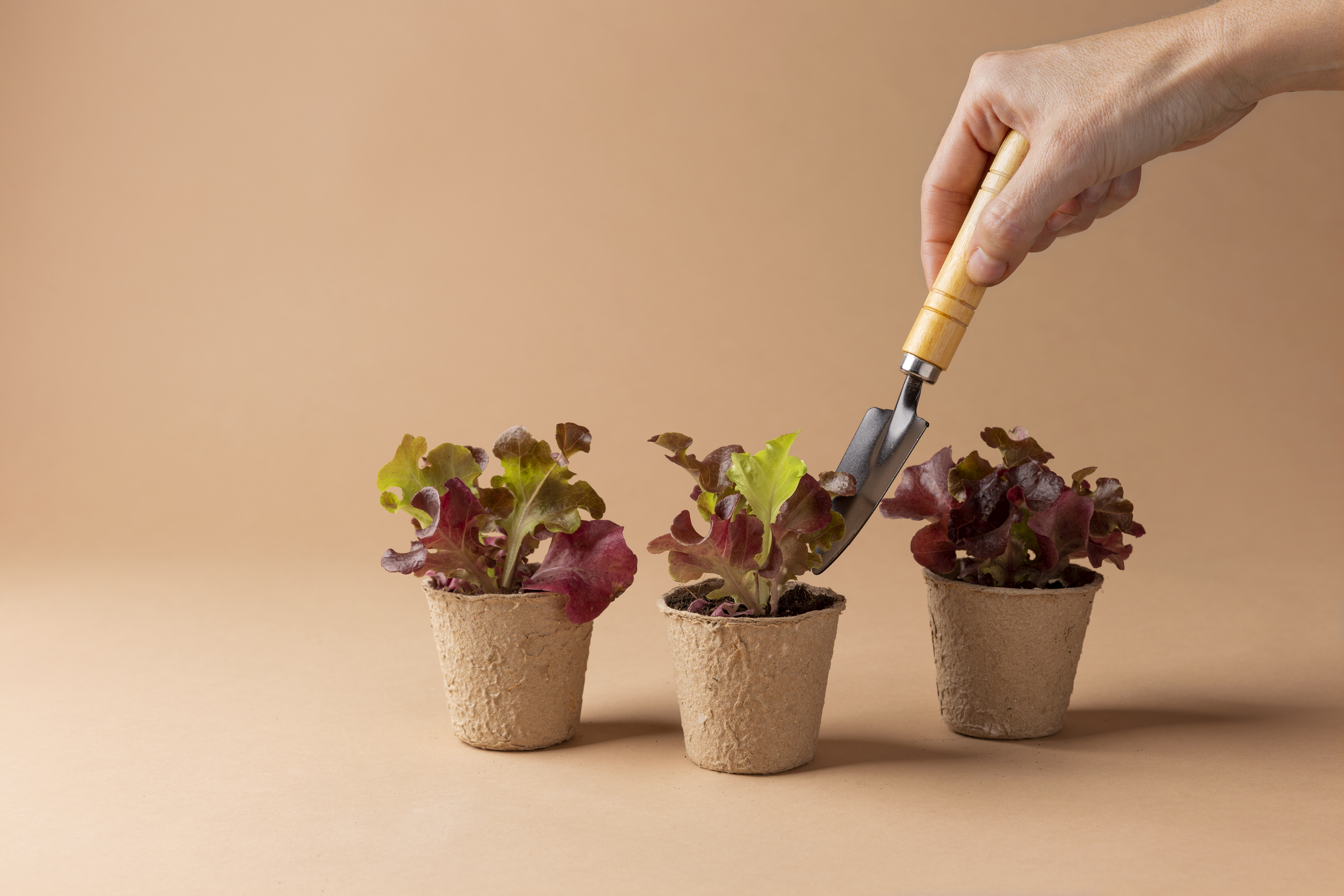 Graines de culture : échangez vos boutures ! 