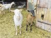Ferme de la Guittonnière Chèvres Ⓒ J. Desforges