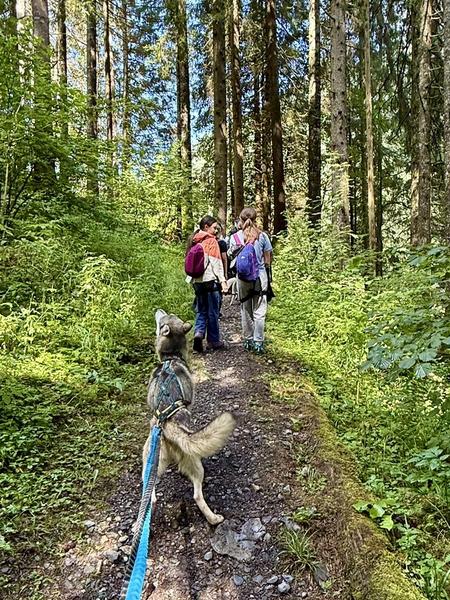 Husky-Randonnée_Morgins