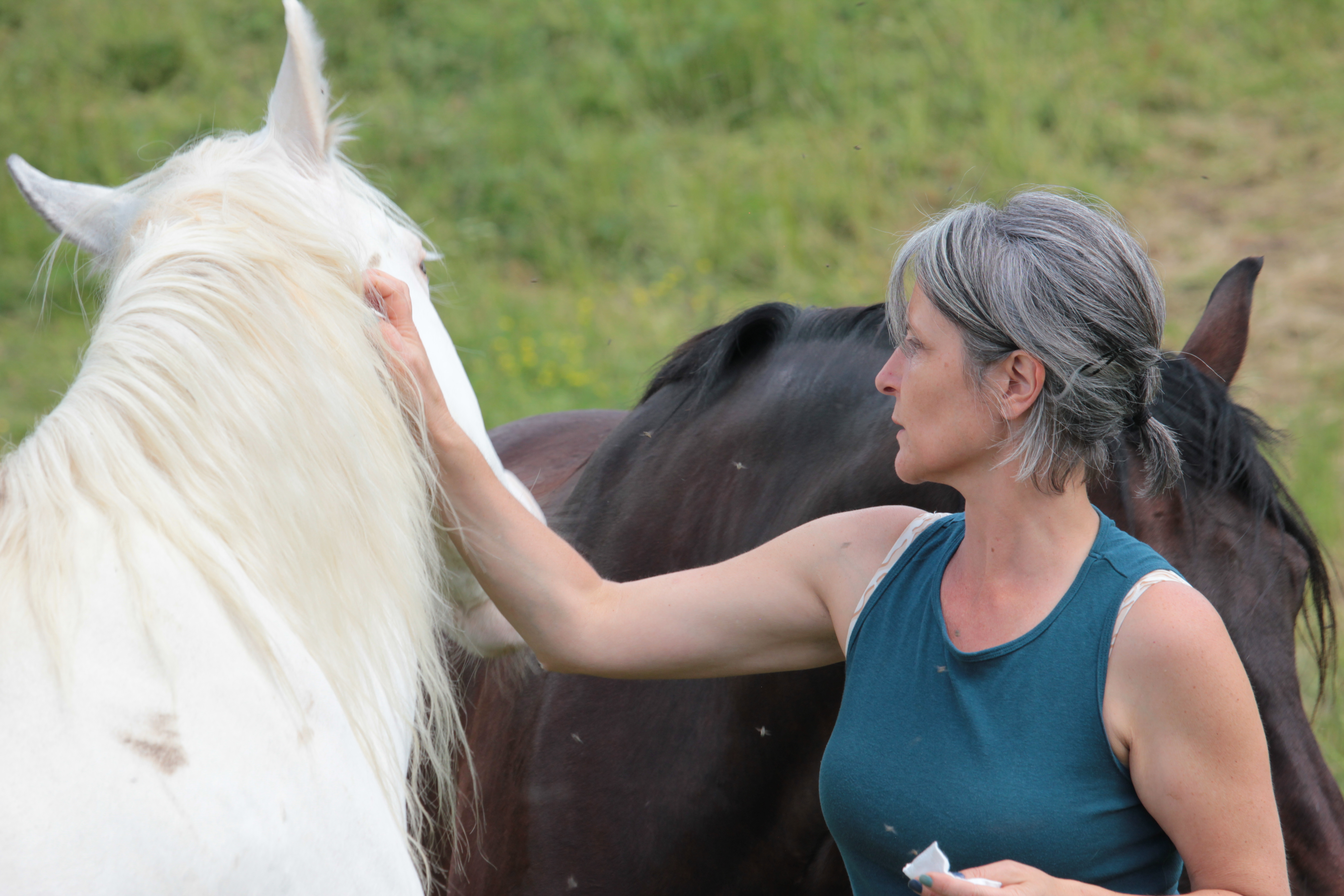 Accompagnement du binôme cavalier-cheval