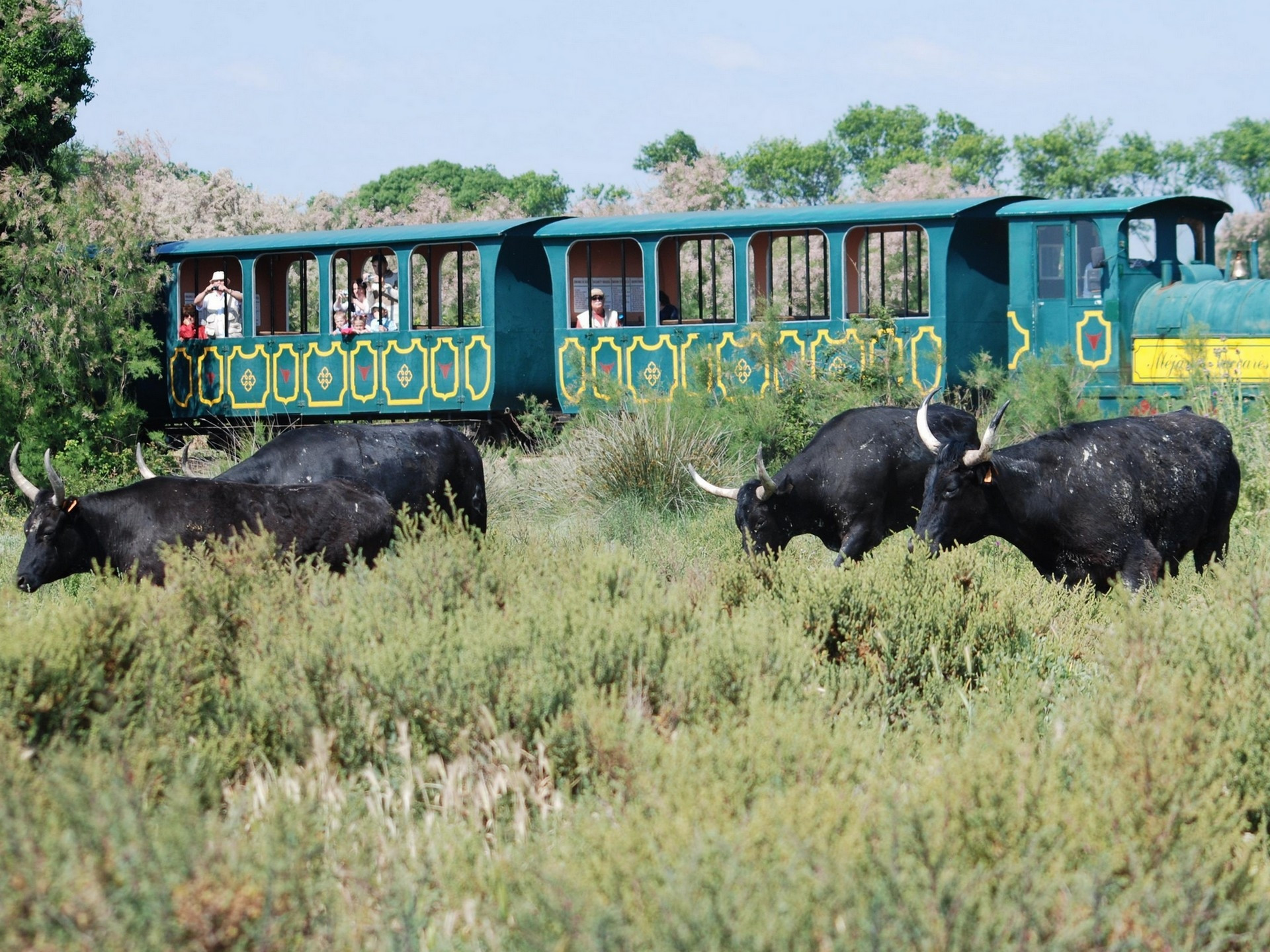 Petit train de Méjanes