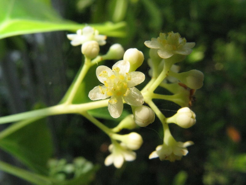 Cinnamomum Camphora fleur