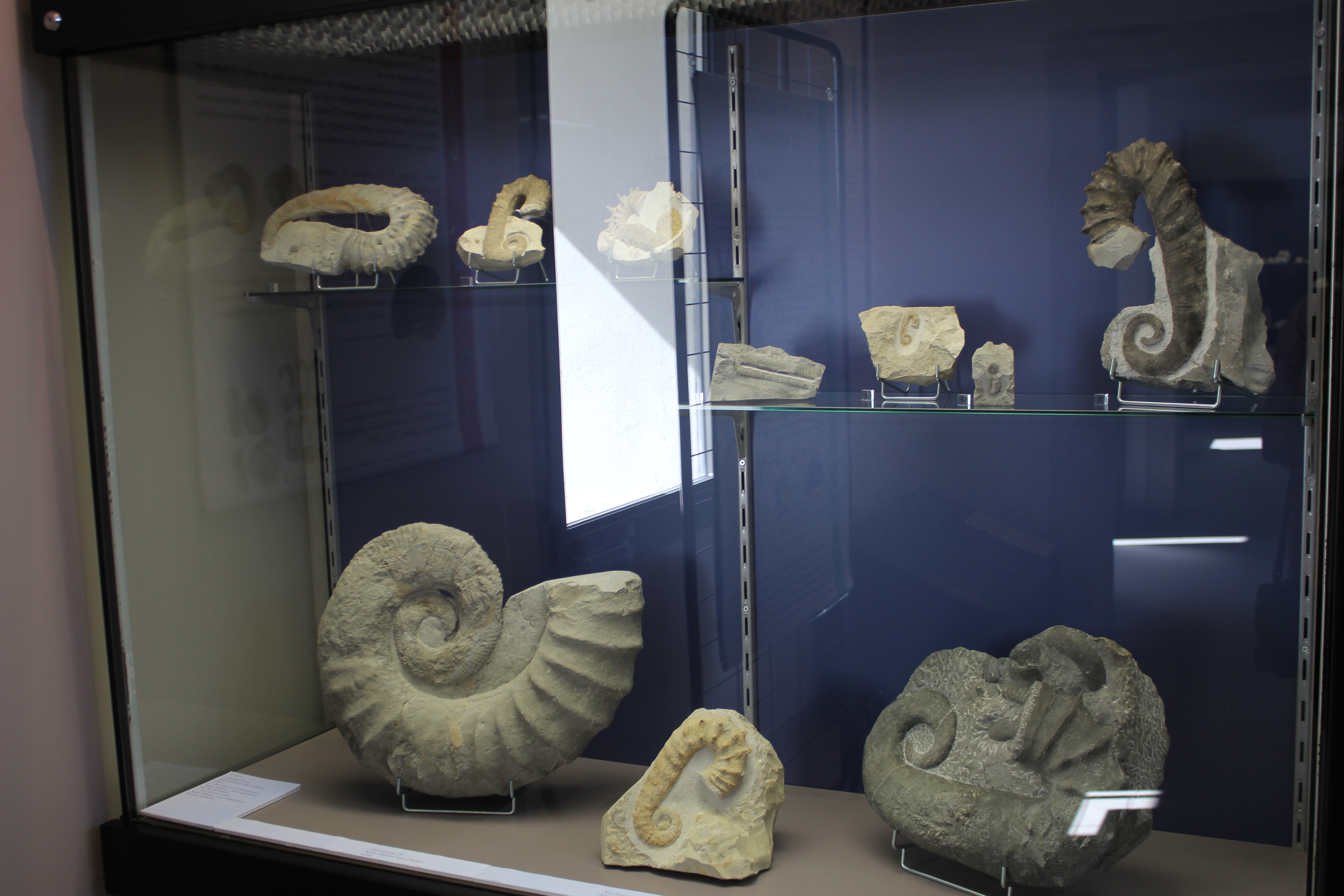 Visite du Musée Urgonia