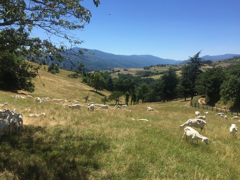 Rencontres sur les chemins de randonnée au-dessus d'Annonay