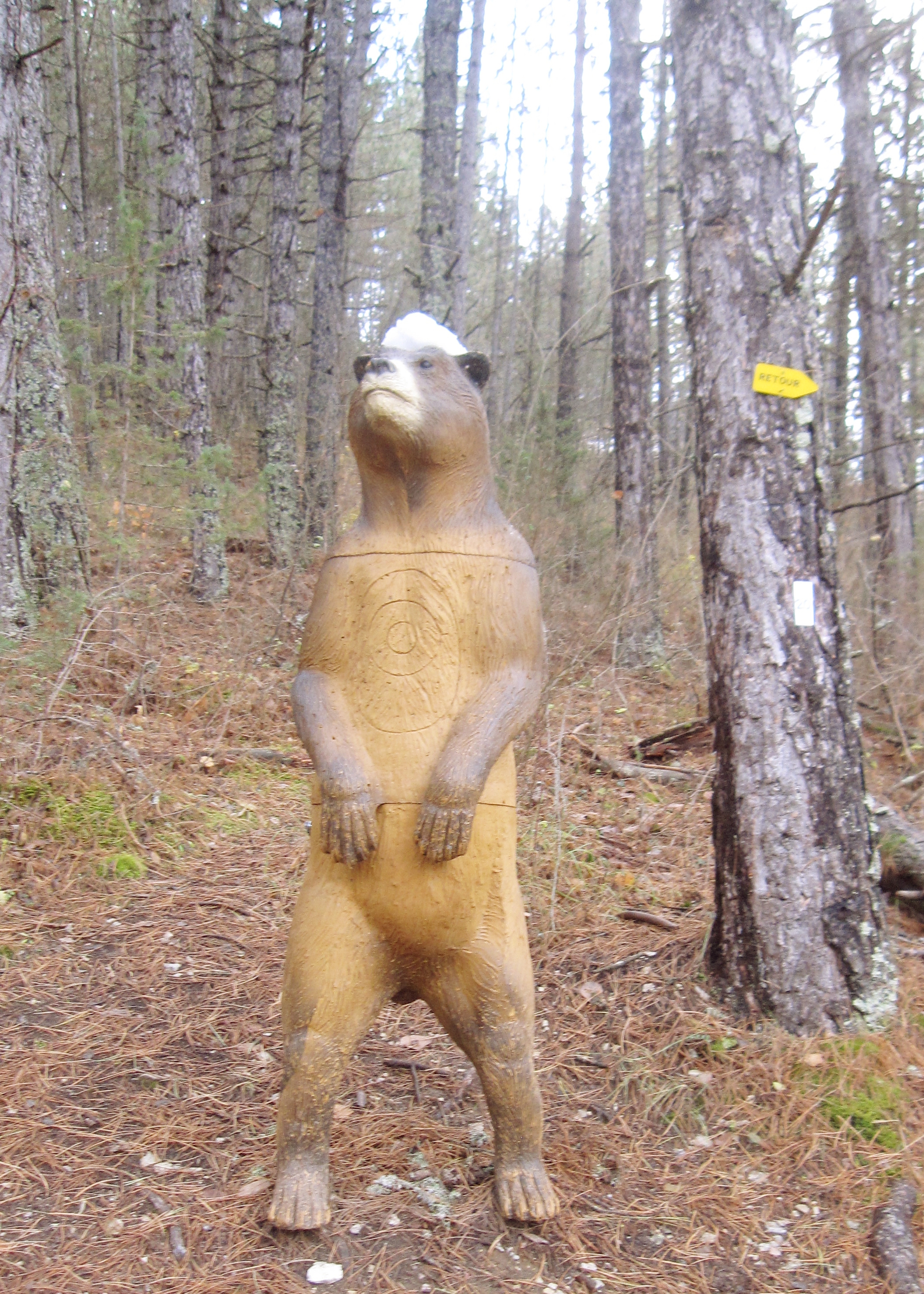 Cible ours