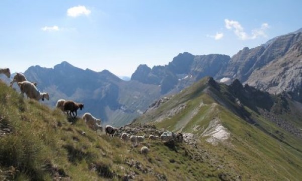 Troupeau en montagne