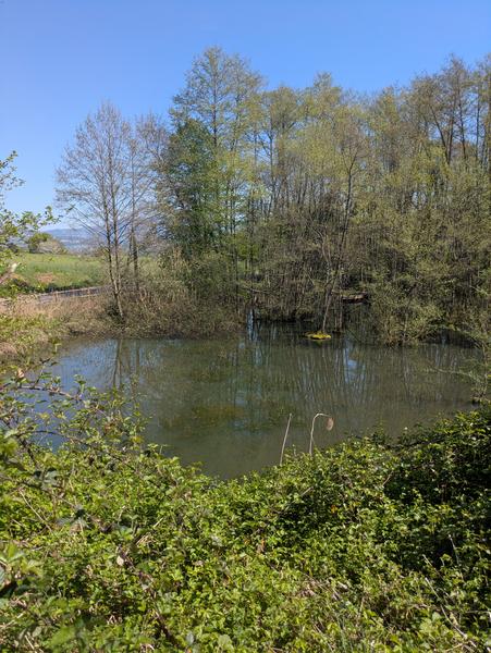 Natural Area of Nénuphars pond