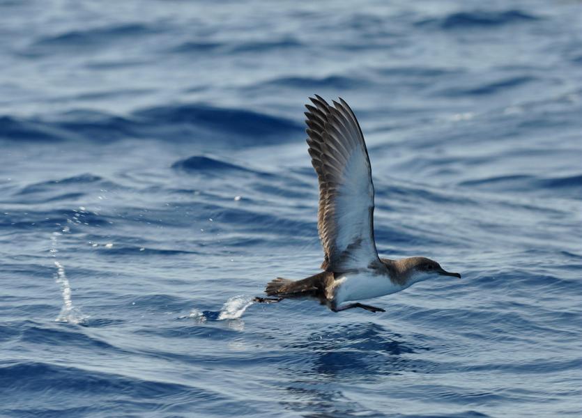 Point rencontre : Initiation à l’ornithologie (Porquerolles)_Hyères