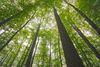 Forêt de Tronçais Ⓒ Luc Olivier / CDT 03