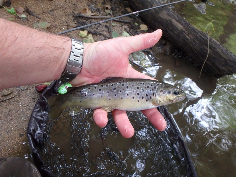 Pêche à la mouche
