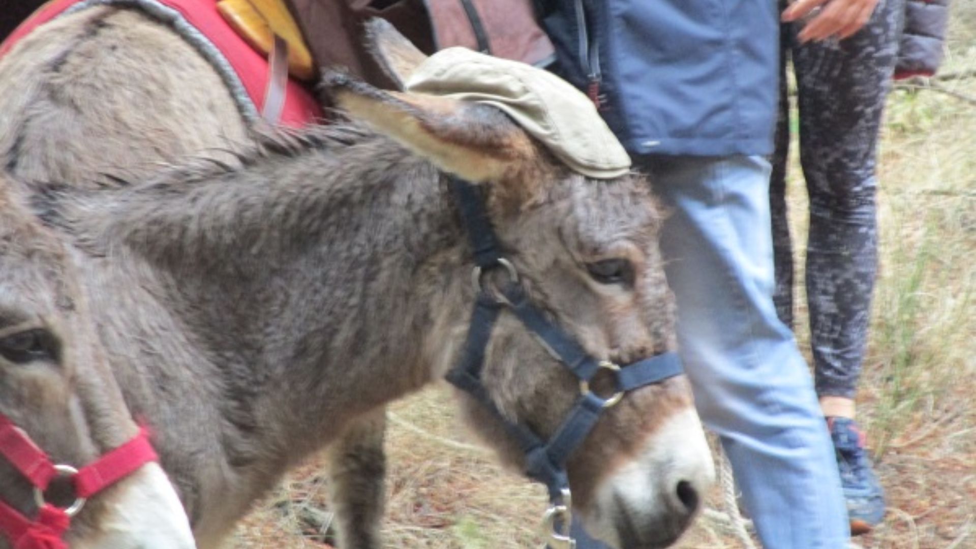 Visite de l'Asinerie - Les Échappées Estivales®