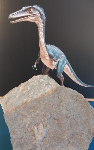 Empreinte fossilisée
