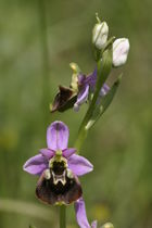 Ophrys Fucicola