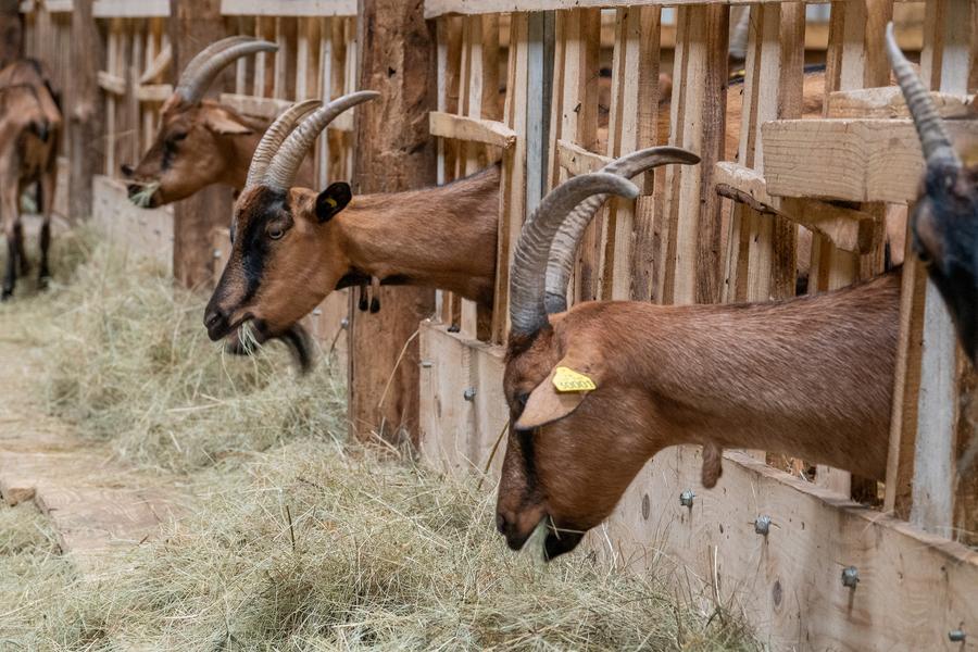 Nourrissage des chèvres-2 à la Chèvrerie de Péreyres en Ardèche Nourrissage des chèvres-2 à la Chèvrerie de Péreyres en Ardèche