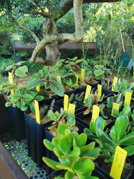 La pépinière du Domaine du Rayol_Rayol-Canadel sur Mer