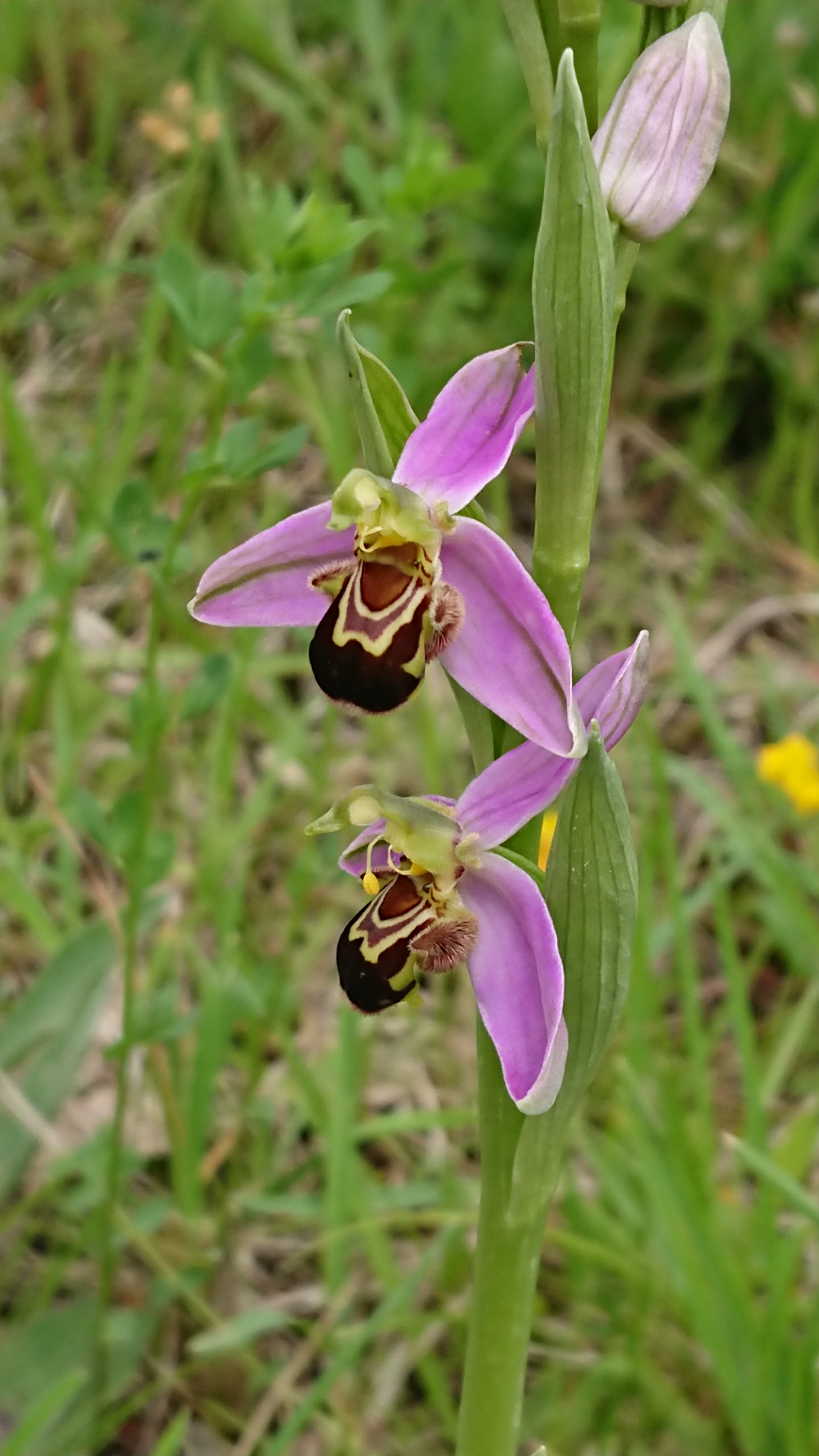 Orchidées en Provence