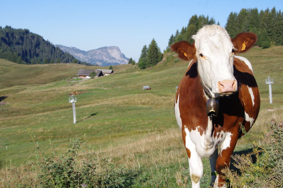 Vue chalet sortie télécabine