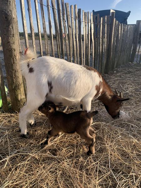 Un chevreau tétant sa maman.