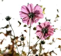 Plantes aux milles vertus - exposition_Gumières