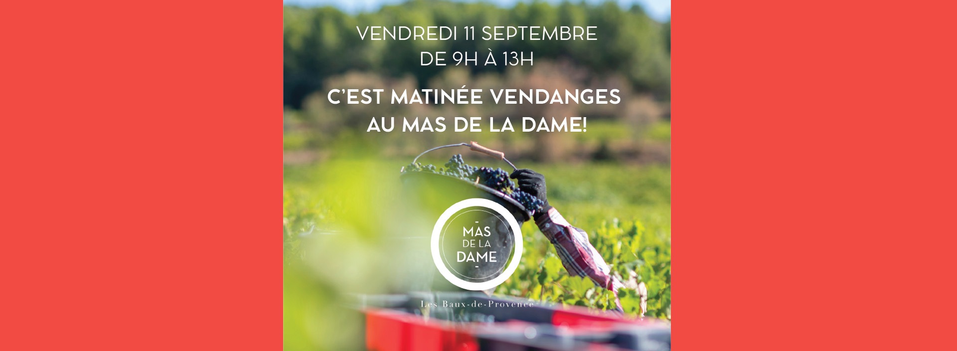 Matinée vendanges au Mas de la Dame