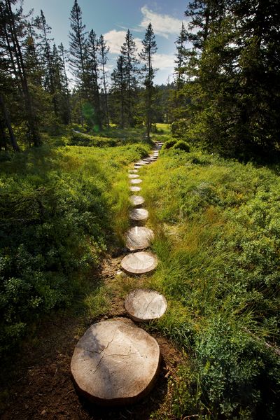 sentier-tourbiere-les-saisies