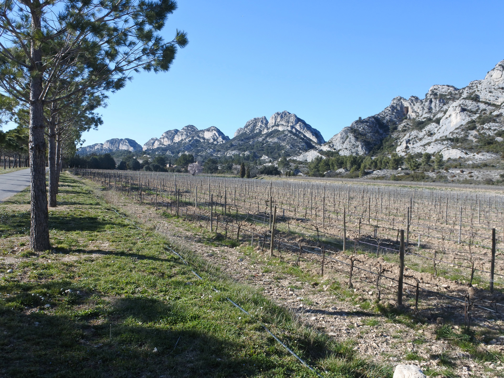 Le vignoble des Alpilles, rêve antique (Circuit 1 / Ouest)