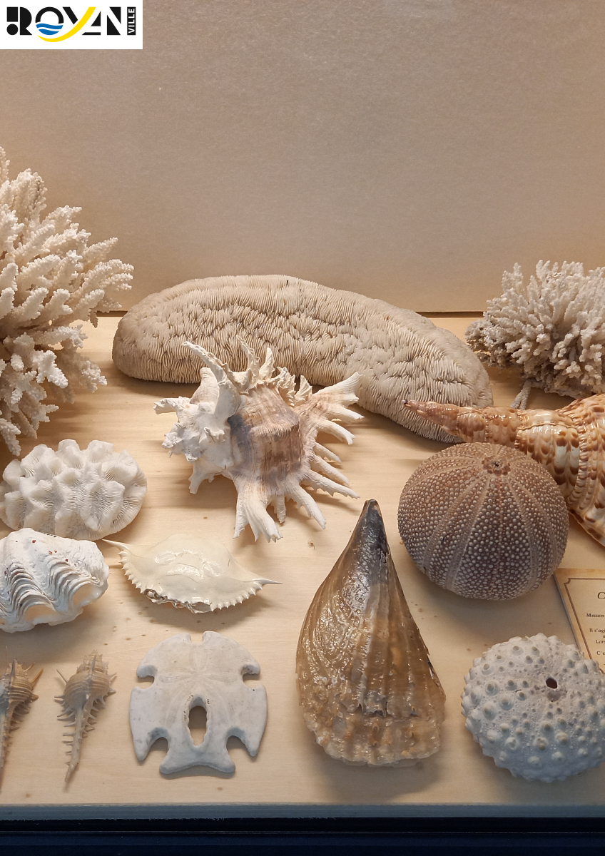 Atelier jeune public - Réalise ton cabinet de curiosités