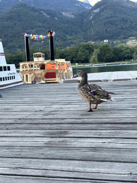 Les curieux du Lac de Passy ;-)