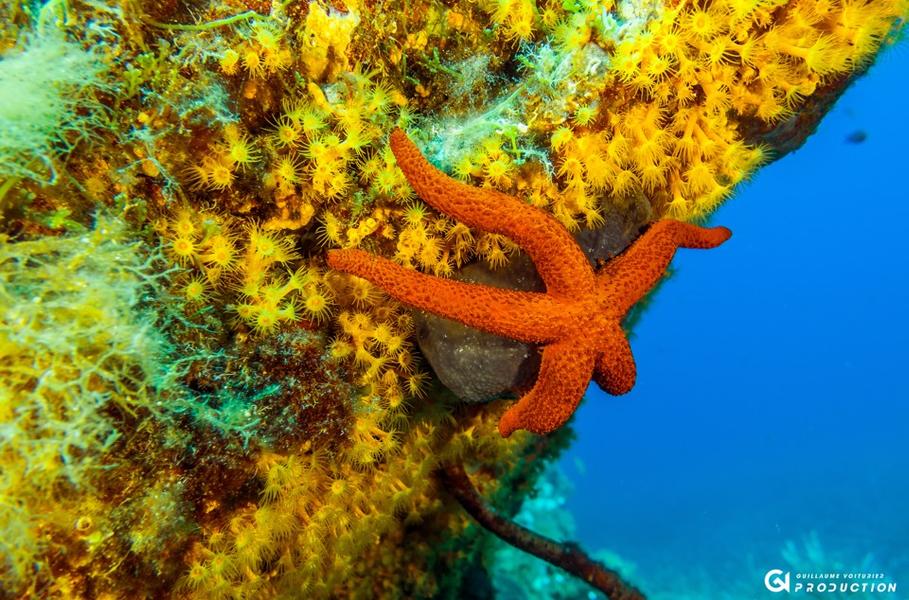 Plongée de plaisir à Sainte-Maxime
