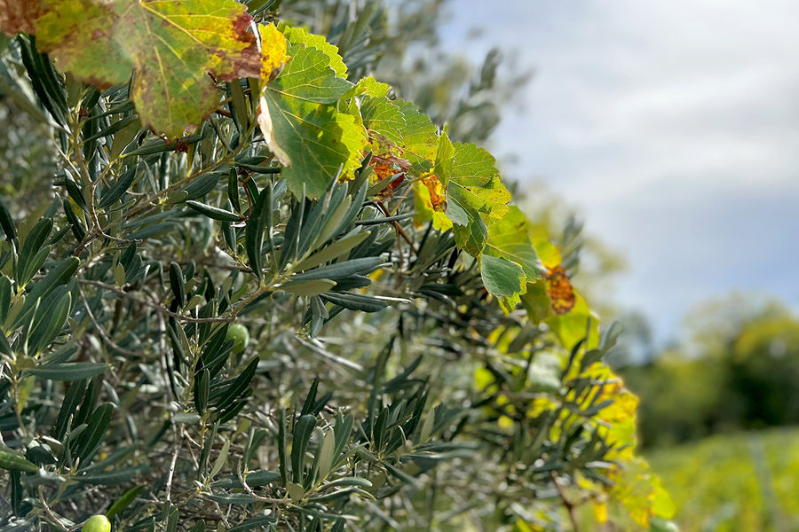 Domaine Croix Rousse