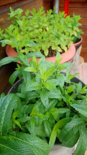 La menthe spéciale Mojito