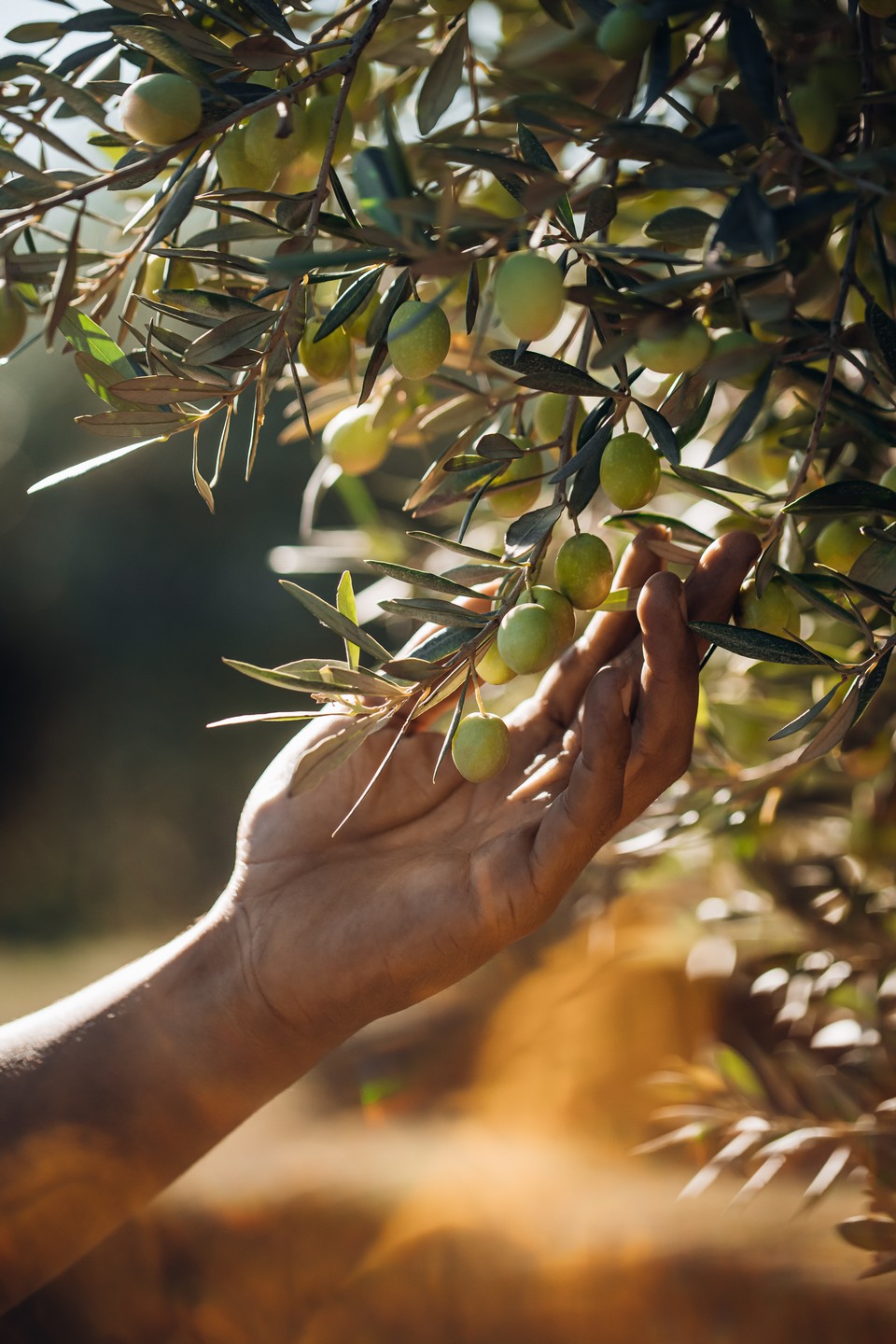 Château d'Estoublon - Huile d'Olive - photo 4