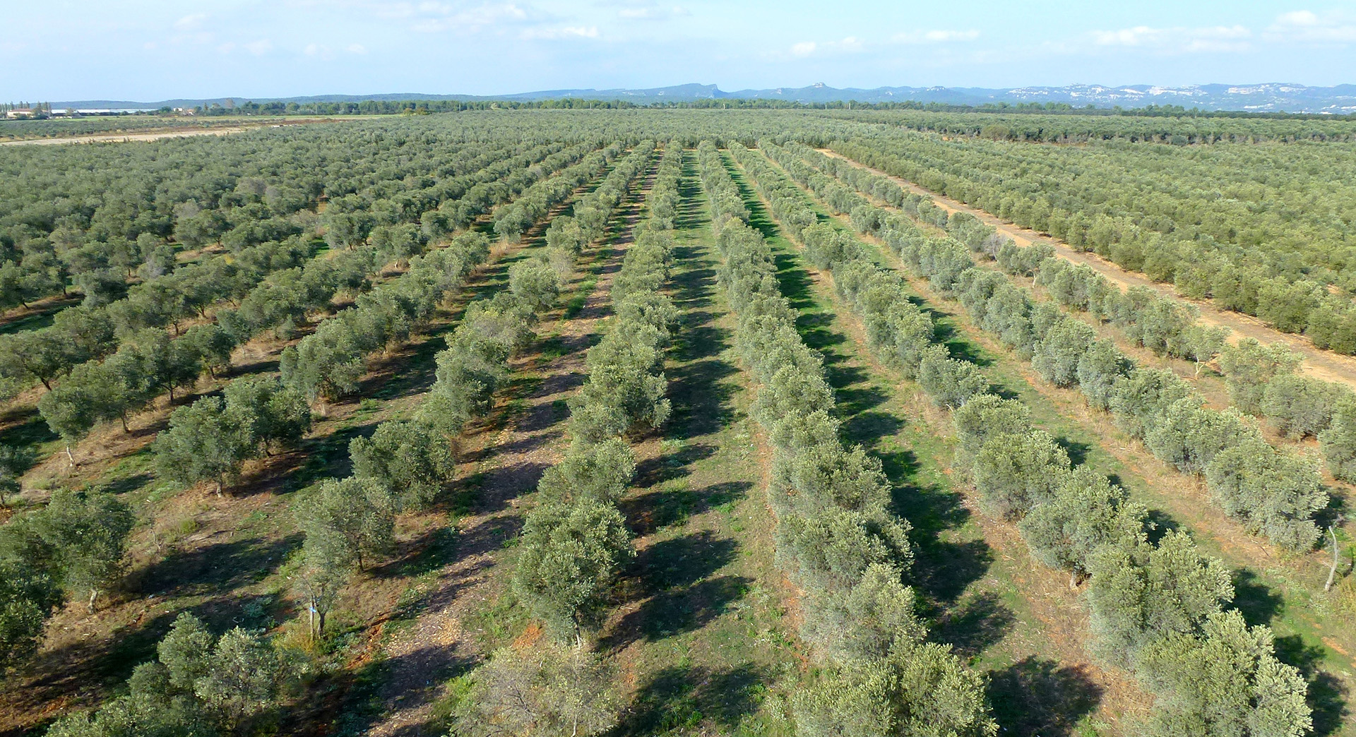 La Lieutenante - Huiles et Amandes - photo 2