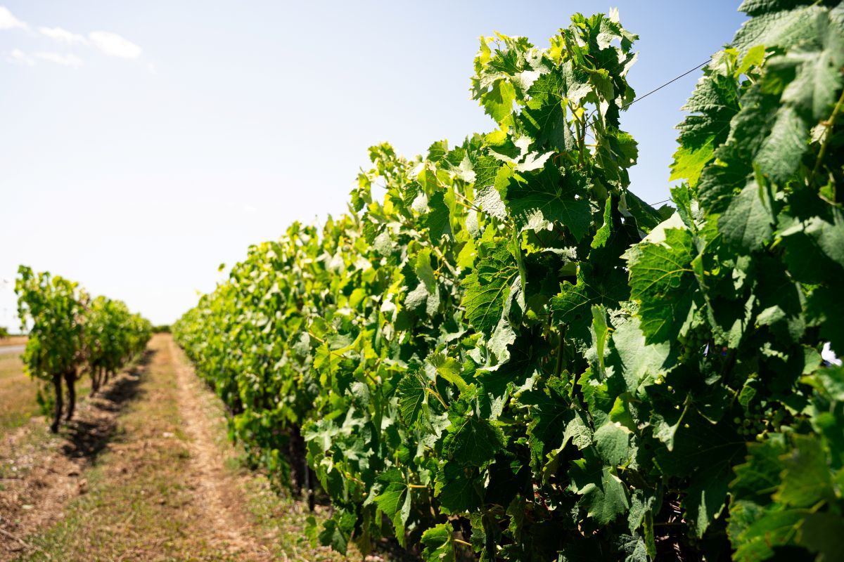 Bourgoin Cognac - Visite guidée avec pique-nique dans les vignes