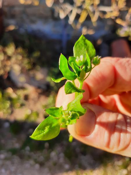 Découverte des plantes sauvages et dégustation