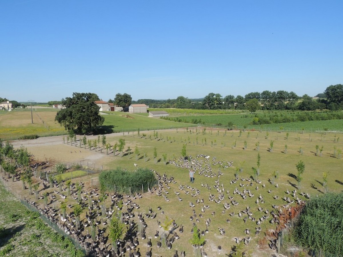 Elevage d'Oies - Foie Gras Manicot