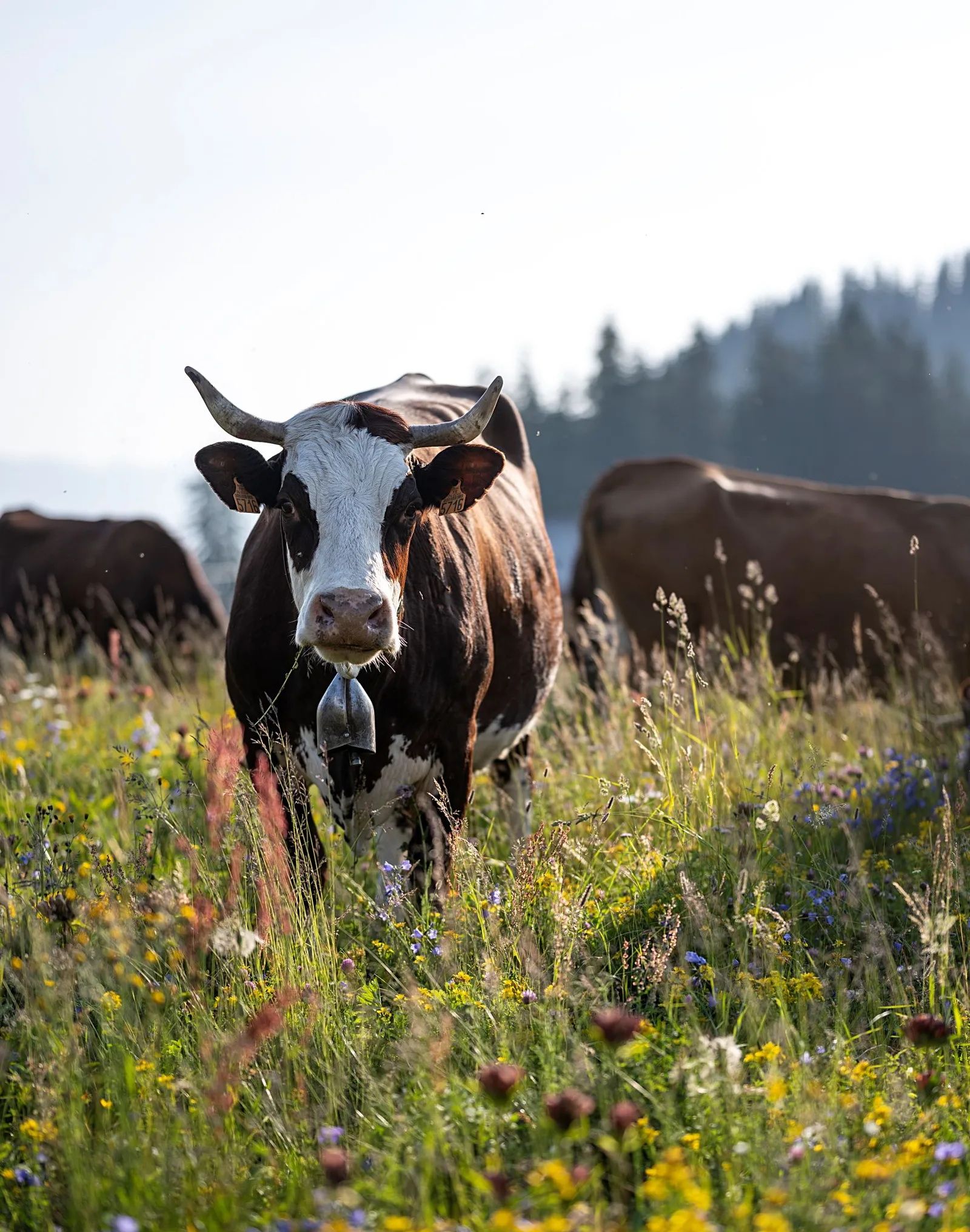 Visite de ferme et dégustation