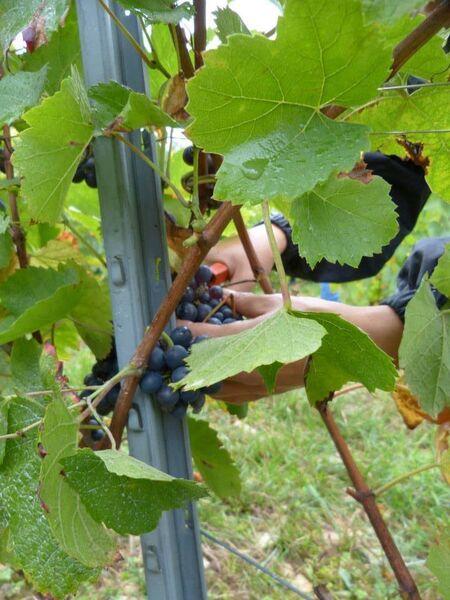 Domaine Antoine Véronique Cerdon