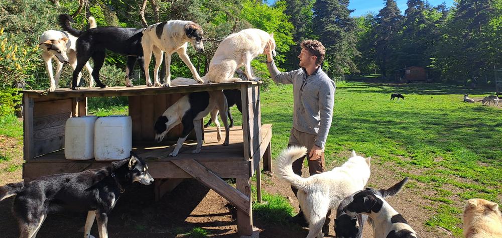 Immersion in a sled dog pack