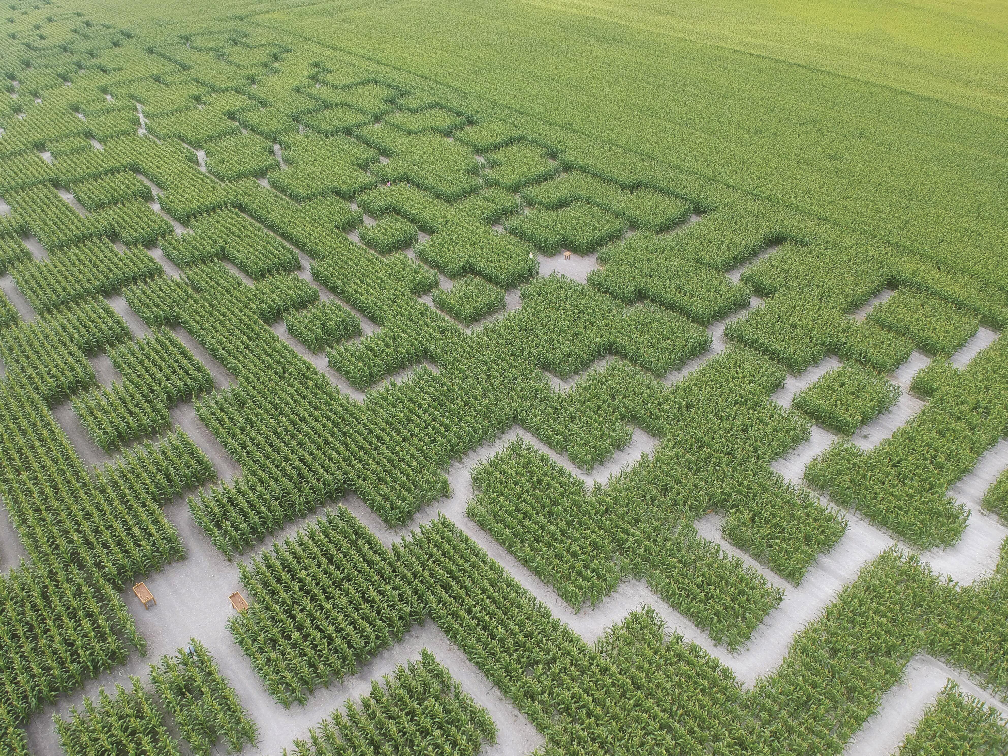 Pop Corn Labyrinthe - Marcoussis
