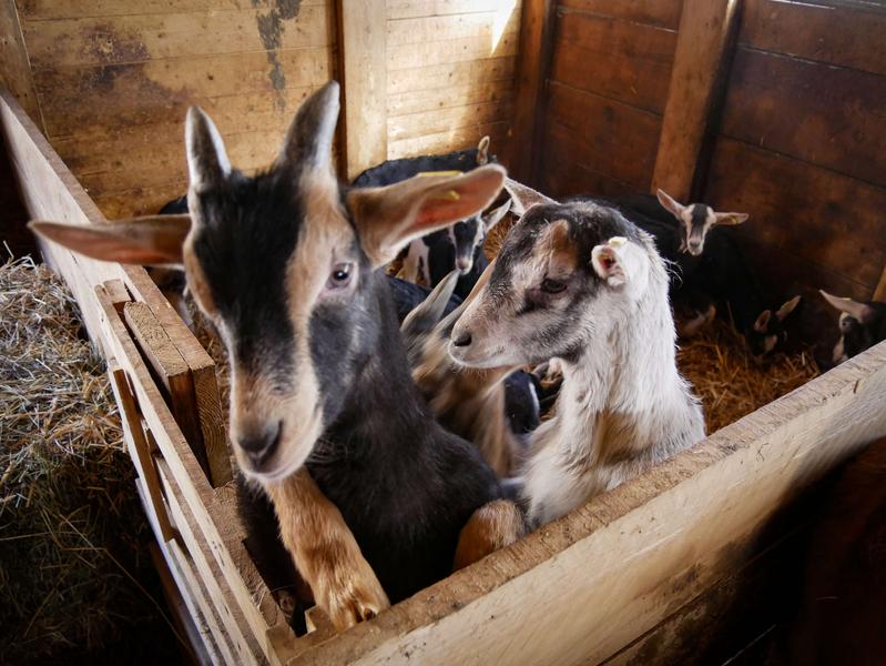 La ferme des étroits à Valloire