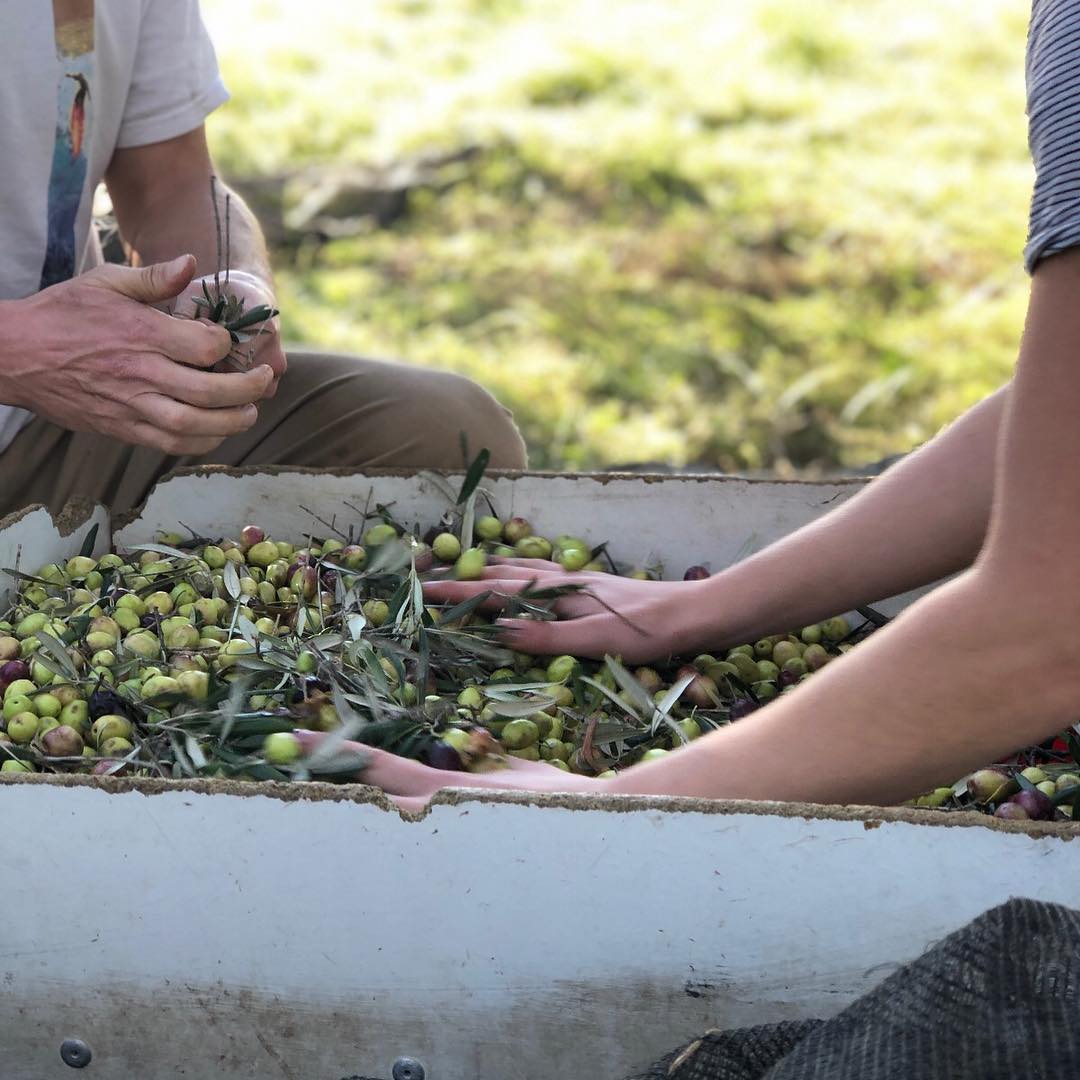 Domaine Roustan, La Fare-les-Oliviers - photo 2