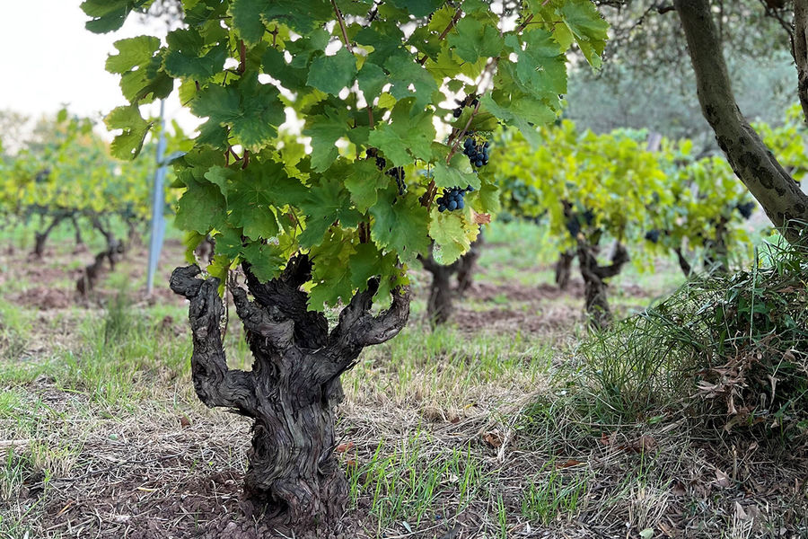 Domaine Croix Rousse