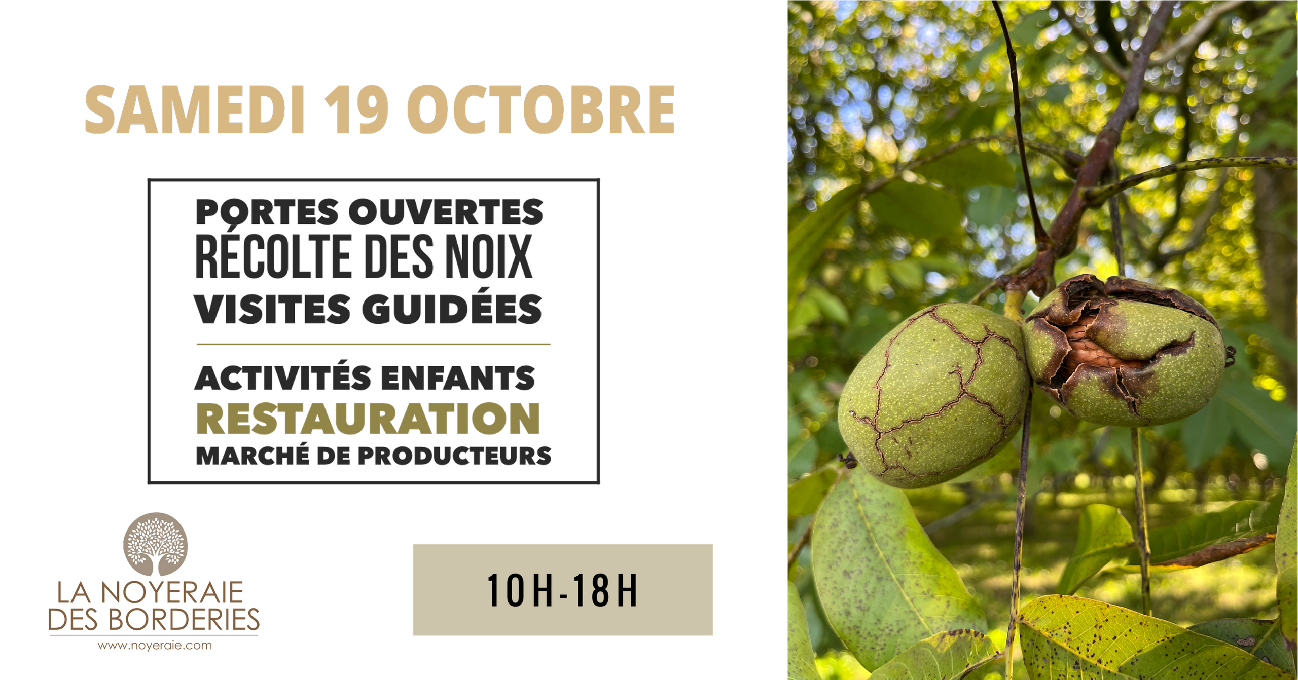 La Récolte des noix en direct