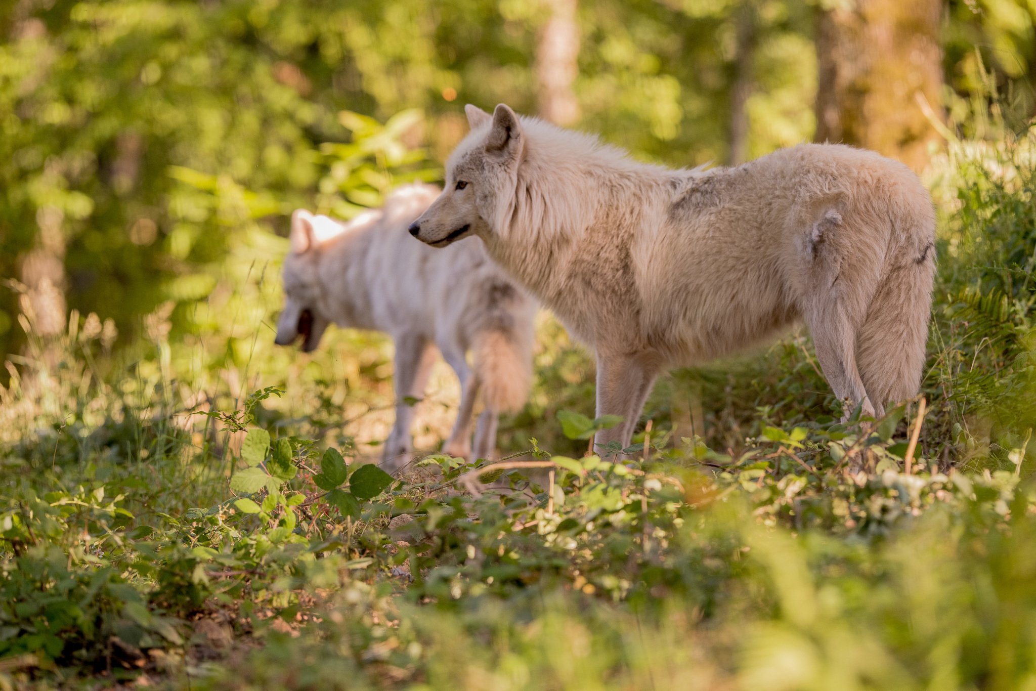 Colline aux loups blancs
