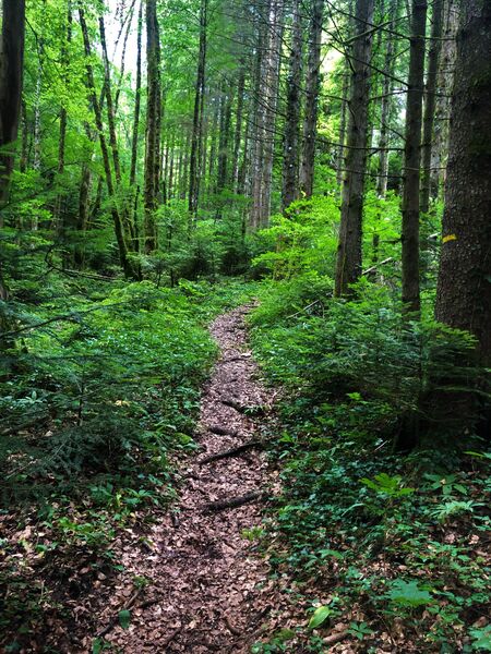 Montée du Grand Colombier depuis Munet