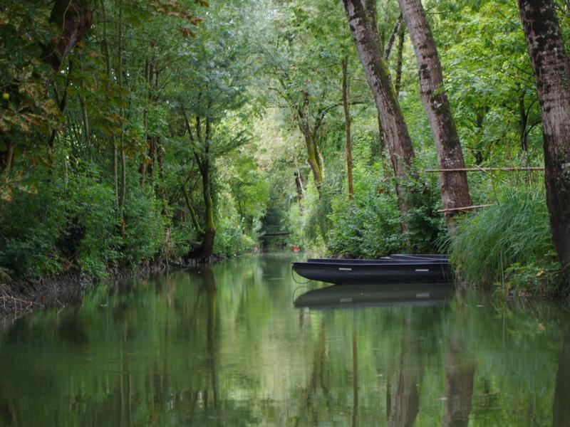 Marais mouillé et sauvage